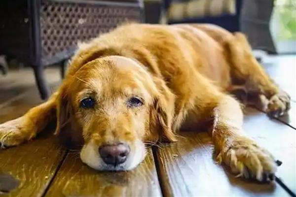 犬猫急性胃炎怎么治疗，酌情使用阿朴吗啡、硫酸铜等药物