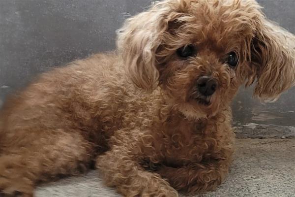 犬猫急性胃炎怎么治疗，酌情使用阿朴吗啡、硫酸铜等药物