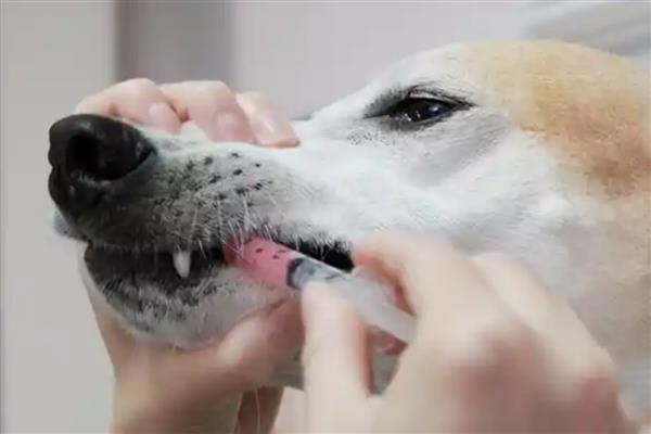 犬猫急性胃炎怎么治疗，酌情使用阿朴吗啡、硫酸铜等药物