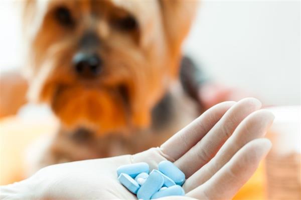 犬猫急性胃炎怎么治疗，酌情使用阿朴吗啡、硫酸铜等药物