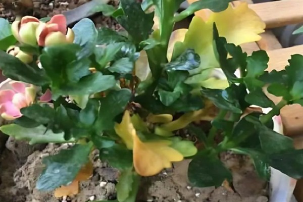 长寿花叶子发黄的原因,养分不足、缺水、光照过强等因素均会导致