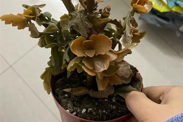 长寿花叶子发黄的原因,养分不足、缺水、光照过强等因素均会导致