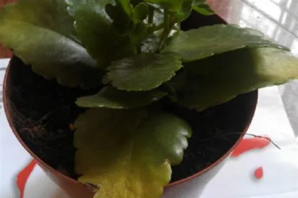 长寿花叶子发黄的原因,养分不足、缺水、光照过强等因素均会导致