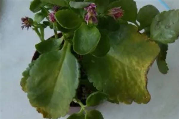 长寿花叶子发黄的原因,养分不足、缺水、光照过强等因素均会导致