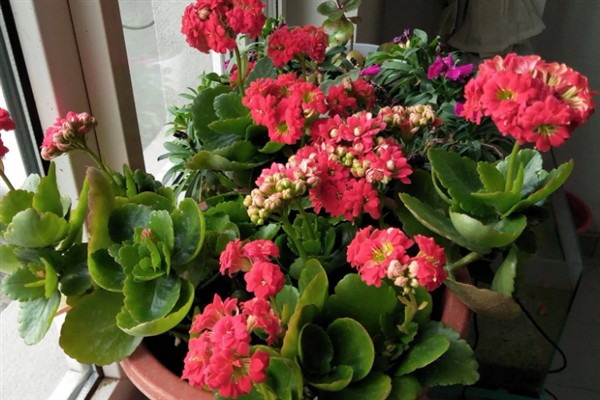 长寿花叶子发黄的原因,养分不足、缺水、光照过强等因素均会导致