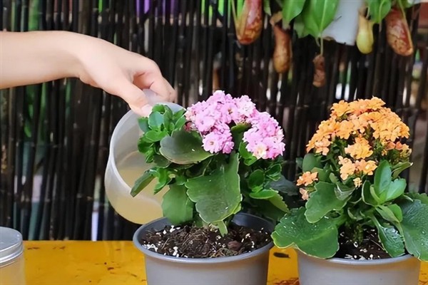 长寿花叶子发黄的原因,养分不足、缺水、光照过强等因素均会导致