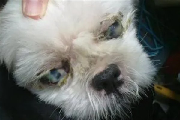 狗狗眼屎增多的原因，可能是接触了辣椒、花椒、洋葱等食物