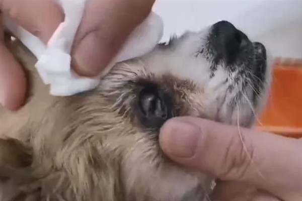 狗狗眼屎增多的原因，可能是接触了辣椒、花椒、洋葱等食物