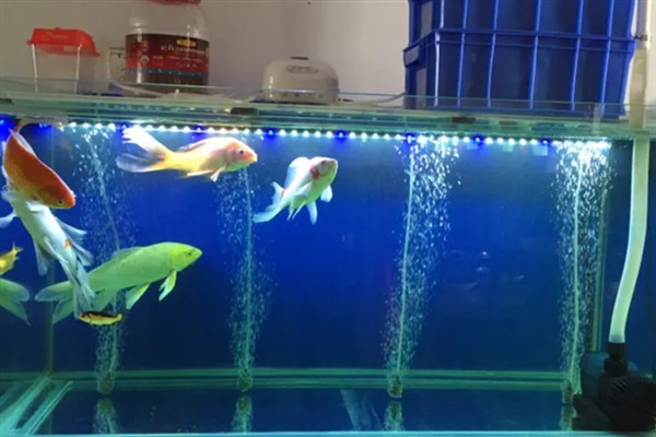 养锦鲤处理自来水的方法，最简单的就是放在阳光下暴晒