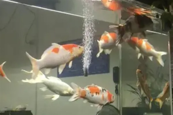 养锦鲤处理自来水的方法，最简单的就是放在阳光下暴晒