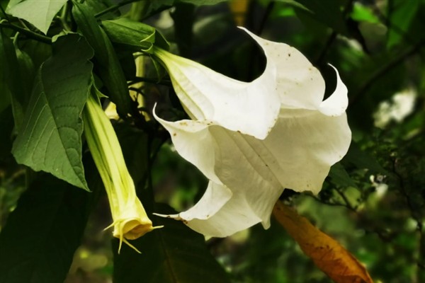 曼陀罗花有没有毒，根、茎、叶等部位均含有毒素