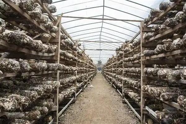 种植香菇要注意什么，子实体形成期要让空气湿度至少保持在80%