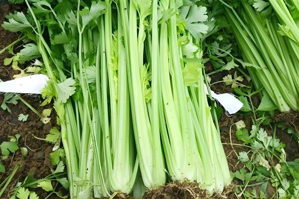 10月份收获哪些农作物，有胡萝卜、白萝卜等