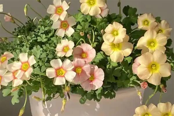 酢浆草盆栽方法，夏季要让盆土保持微湿