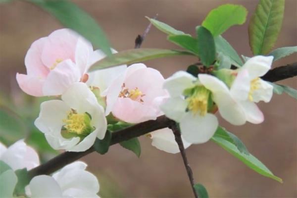 海棠为什么在秋天开花，之前停滞萌发的花芽获得养分后会开花