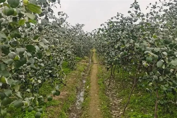 什么地方适合种植大青枣，需满足土层疏松、养分和水分充足的条件