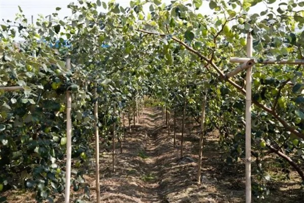 什么地方适合种植大青枣，需满足土层疏松、养分和水分充足的条件