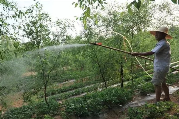 什么地方适合种植大青枣，需满足土层疏松、养分和水分充足的条件