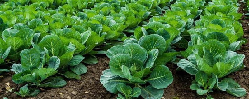 青菜如何种植，定植成功后及时追施定根肥