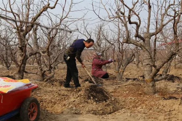 什么地方适合种植大青枣，需满足土层疏松、养分和水分充足的条件