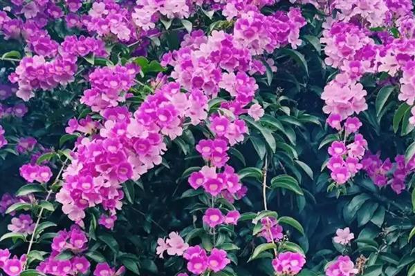 蒜香藤的开花时间，开放盛期主要在9-10月份