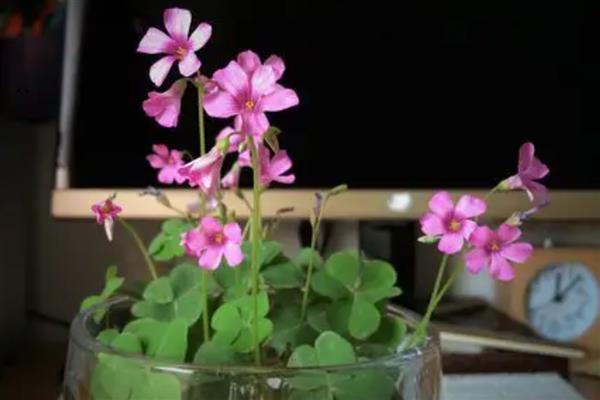 酢浆草盆栽方法，夏季要让盆土保持微湿