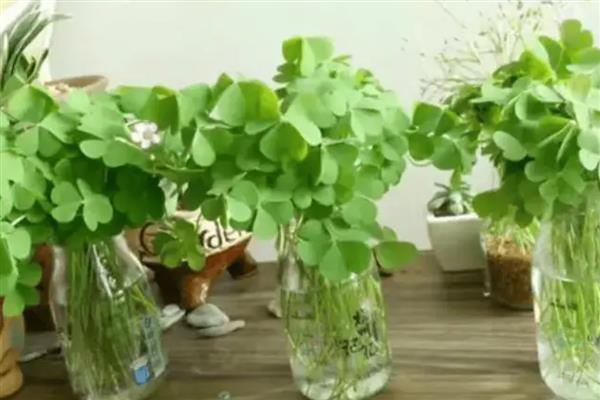 酢浆草盆栽方法，夏季要让盆土保持微湿