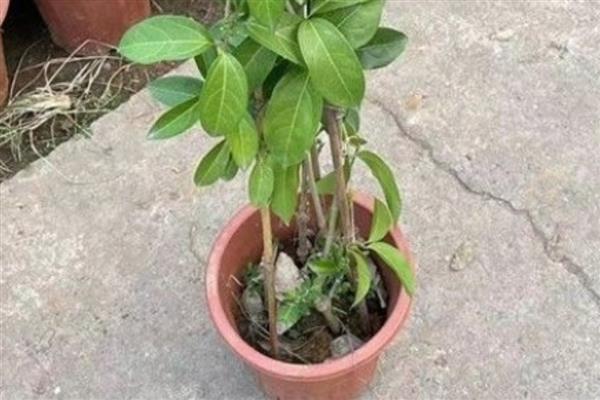 蒜香藤的开花时间，开放盛期主要在9-10月份