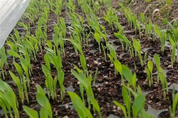 青菜如何种植，定植成功后及时追施定根肥