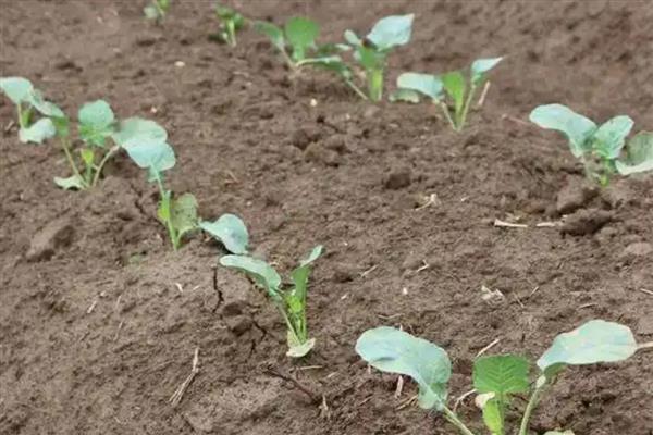 青菜如何种植，定植成功后及时追施定根肥