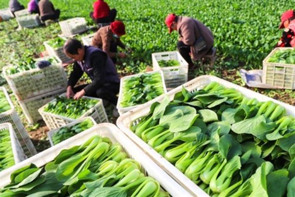 青菜如何种植，定植成功后及时追施定根肥