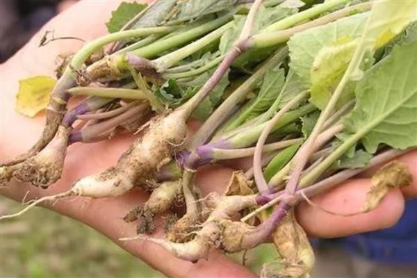 青菜如何种植，定植成功后及时追施定根肥