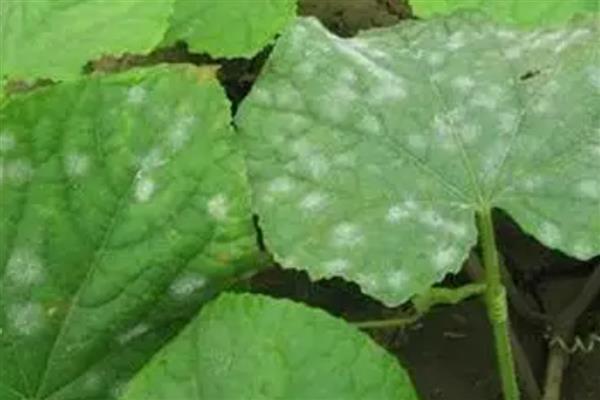 青菜如何种植，定植成功后及时追施定根肥