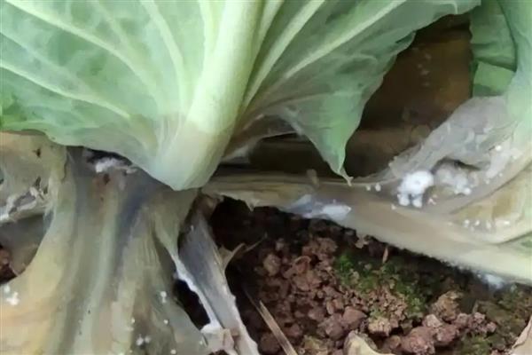 青菜如何种植，定植成功后及时追施定根肥