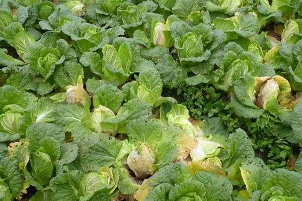 青菜如何种植，定植成功后及时追施定根肥
