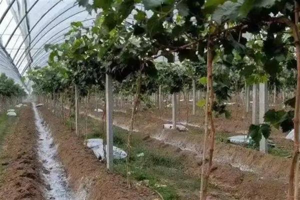 红宝石葡萄怎么高产，10月份要增施磷肥