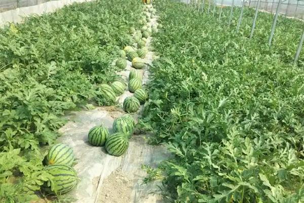 西瓜怎么进行吊蔓种植，主蔓坐瓜后将瓜节以上的部分吊起