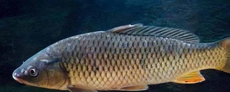 气温15度左右垂钓鲤鱼的深度，保持在2-3米比较合适