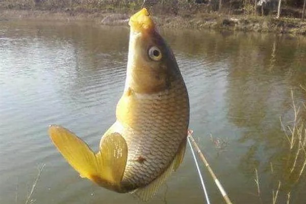 气温15度左右垂钓鲤鱼的深度,保持在2-3米比较合适