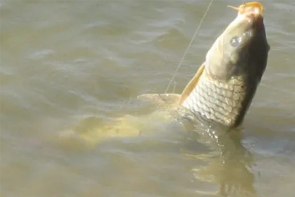 气温15度左右垂钓鲤鱼的深度,保持在2-3米比较合适