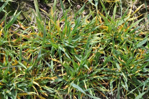 大麦黄花叶病的症状，具有植株矮化、叶片呈花叶状等表现