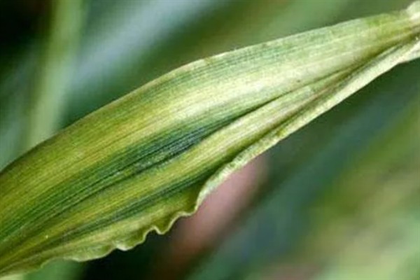 大麦黄花叶病的症状，具有植株矮化、叶片呈花叶状等表现