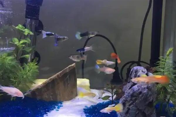 孔雀鱼能不能喂鸡蛋黄，用来饲喂小鱼可促进生长发育