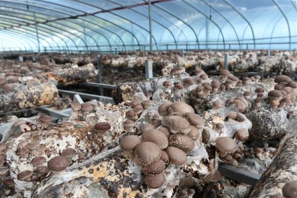 种植香菇要注意什么，子实体形成期要让空气湿度至少保持在80%