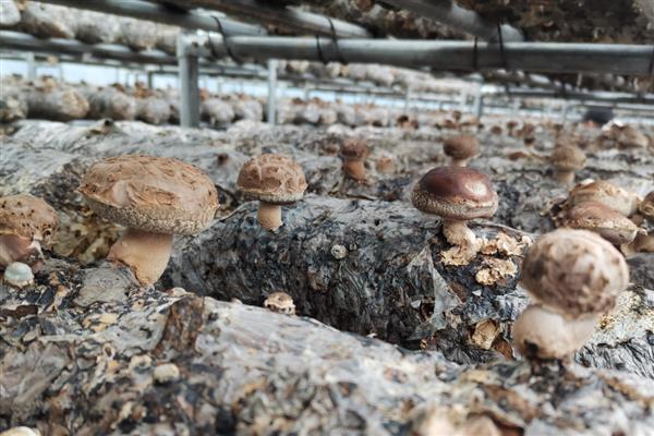 种植香菇要注意什么，子实体形成期要让空气湿度至少保持在80%