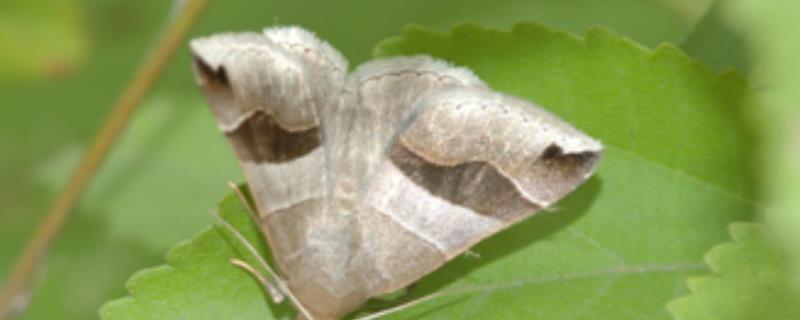 石榴巾夜蛾的症状，幼虫会将叶片吃光仅留主脉