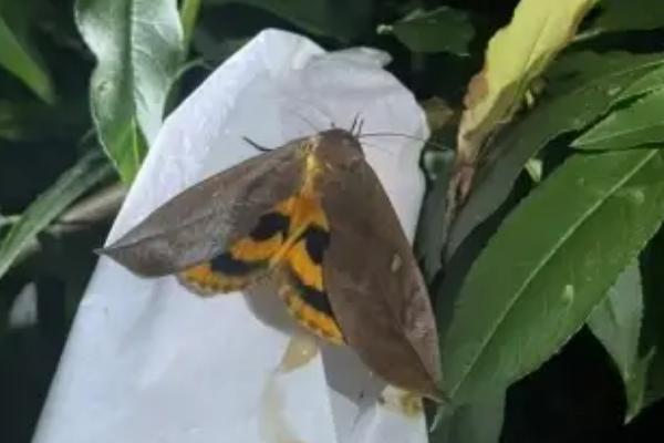 石榴巾夜蛾的症状，幼虫会将叶片吃光仅留主脉