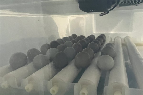 自己在家里如何孵鸡蛋，要选择受精蛋