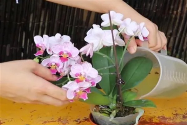 蝴蝶兰一年可以开多少次，每年开放一次花期多为4-6月份