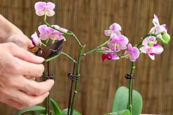 蝴蝶兰一年可以开多少次，每年开放一次花期多为4-6月份